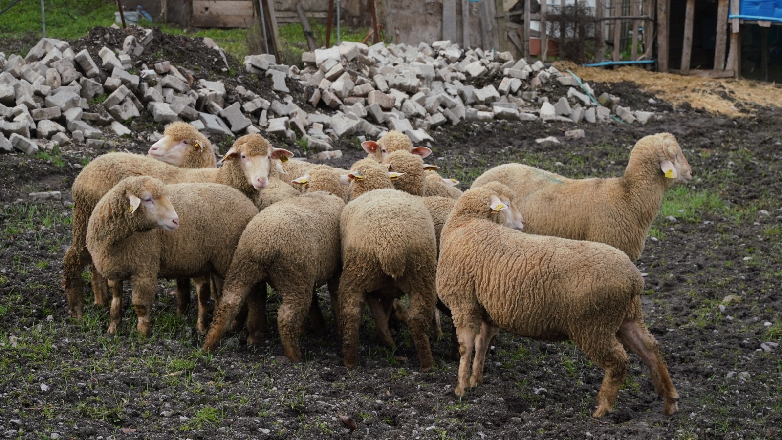 Balıkesir çiftçisine %100 hibeli damızlık desteği