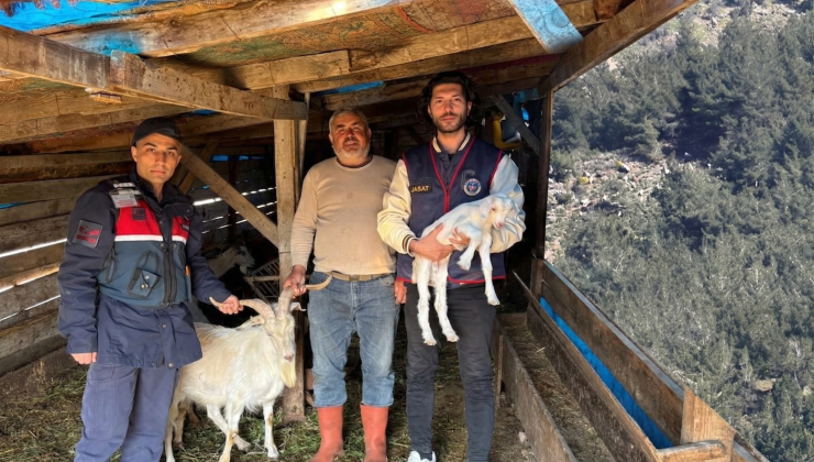Kaybolan koyun ve keçiler dron ile bulundu