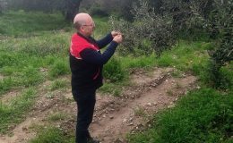 Edremit’te zeytine feromon koruması