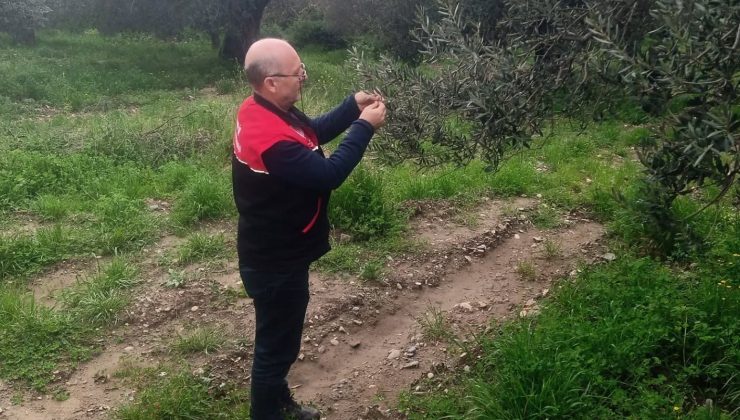 Edremit’te zeytine feromon koruması