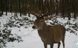 Doğa karizması geyik fotokapana yakalandı