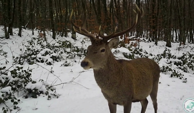 Doğa karizması geyik fotokapana yakalandı