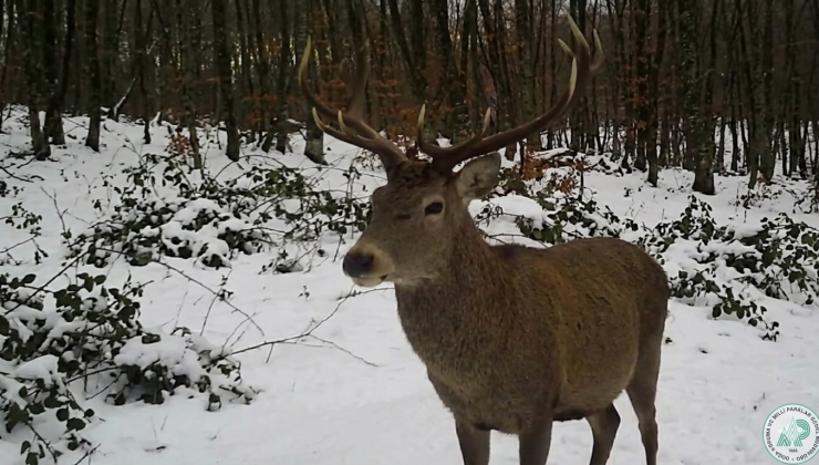 Doğa karizması geyik fotokapana yakalandı