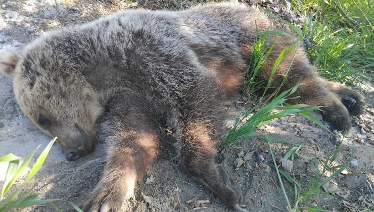 Havran’da karayoluna inen ayı kazaya neden oldu