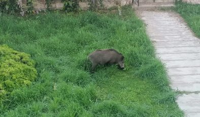 Çamlık sakinleri evlerine hapis kaldı