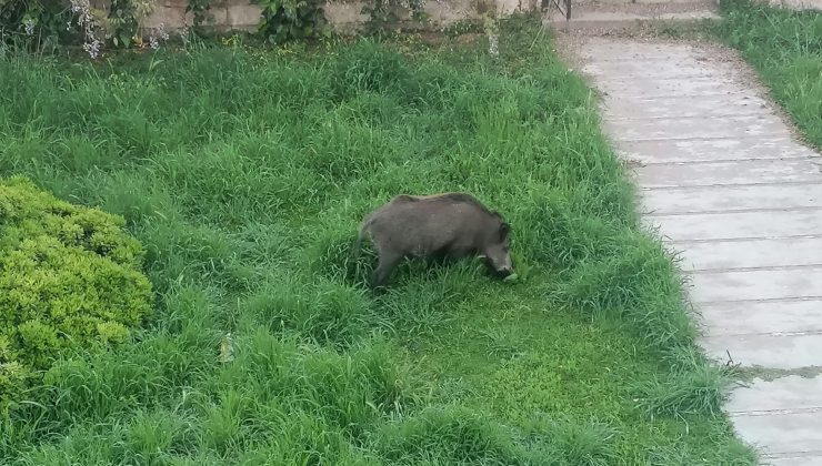 Çamlık sakinleri evlerine hapis kaldı