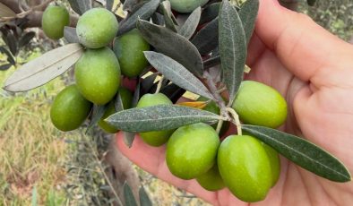 Burhaniye’de zeytin sineği alarmı