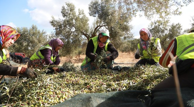Burhaniye Belediyesi’nde zeytin hasadı başladı