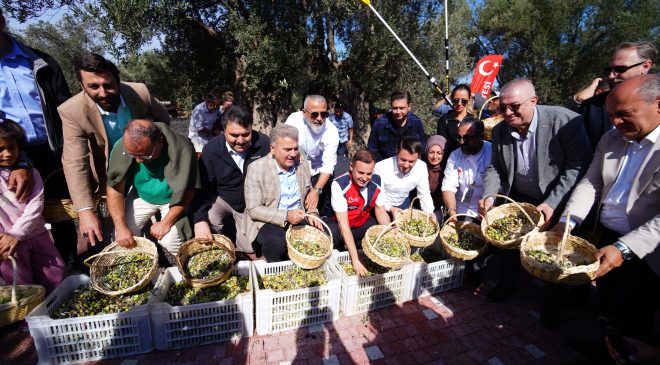 Edremit dünya rekorunu bin yıllık zeytin ağacının gölgesinde kutladı