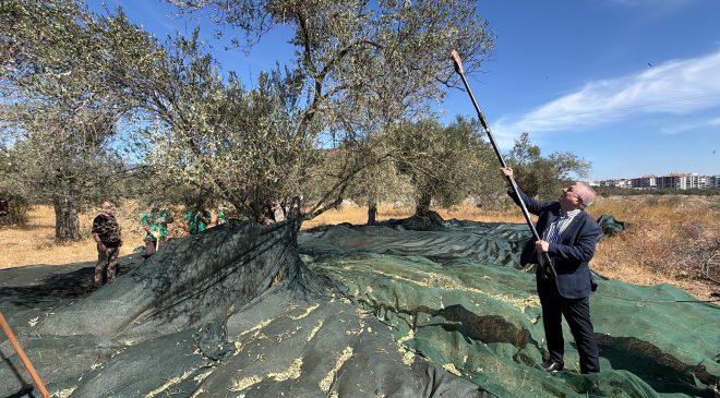 Edremit Belediyesi’nde zeytin hasadı başladı